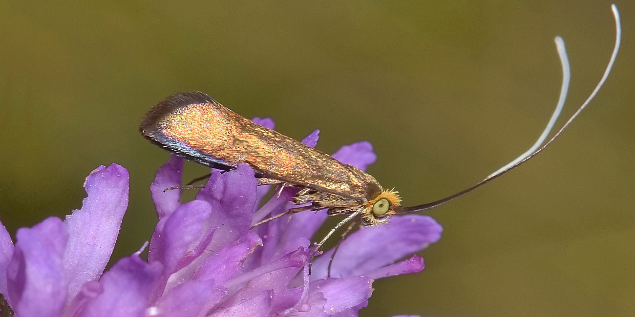 Nemophora sp? S, Nemophora metallica - Adelidae